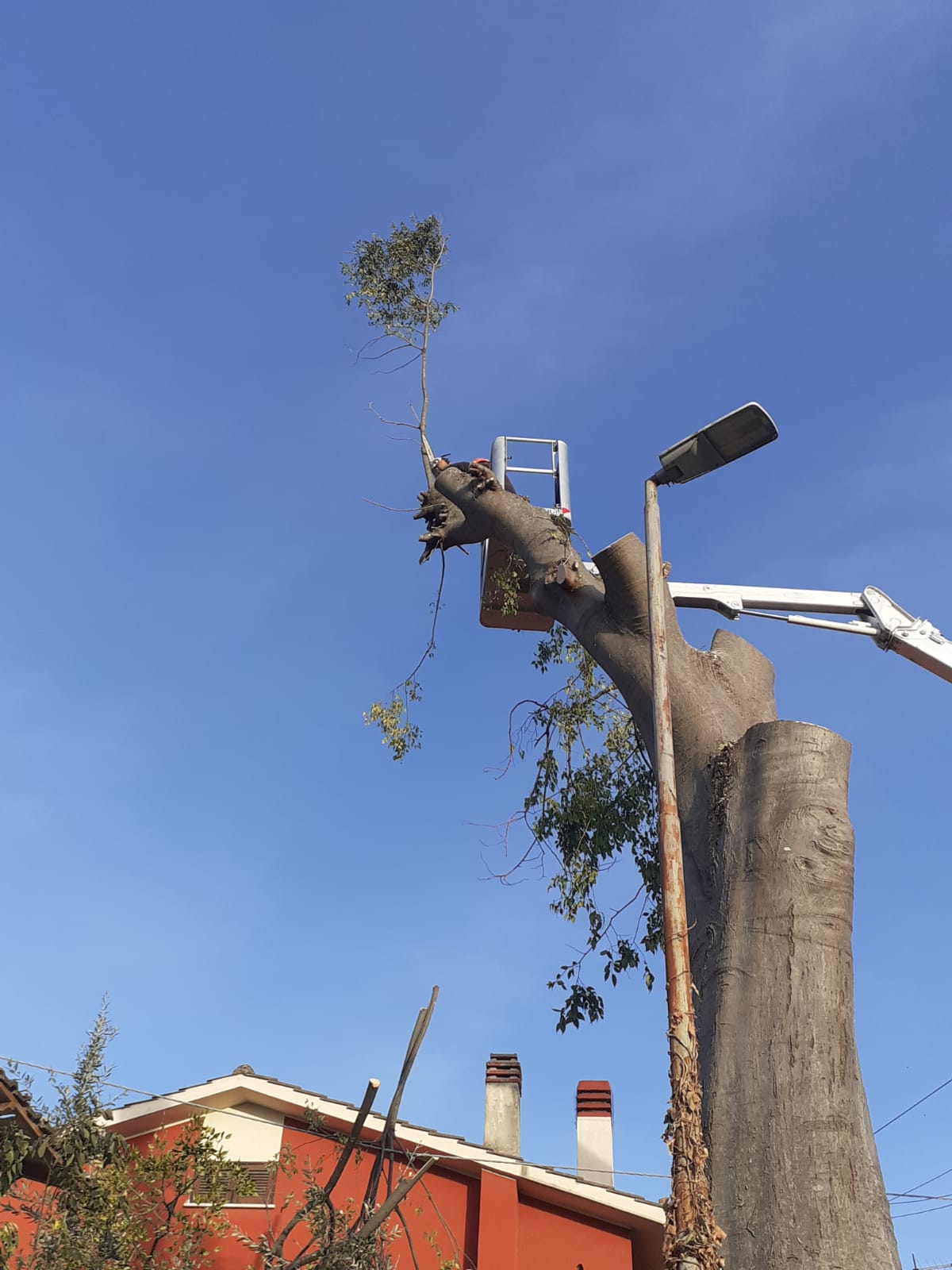 Abbattimento alto fusto di un albero pericolante