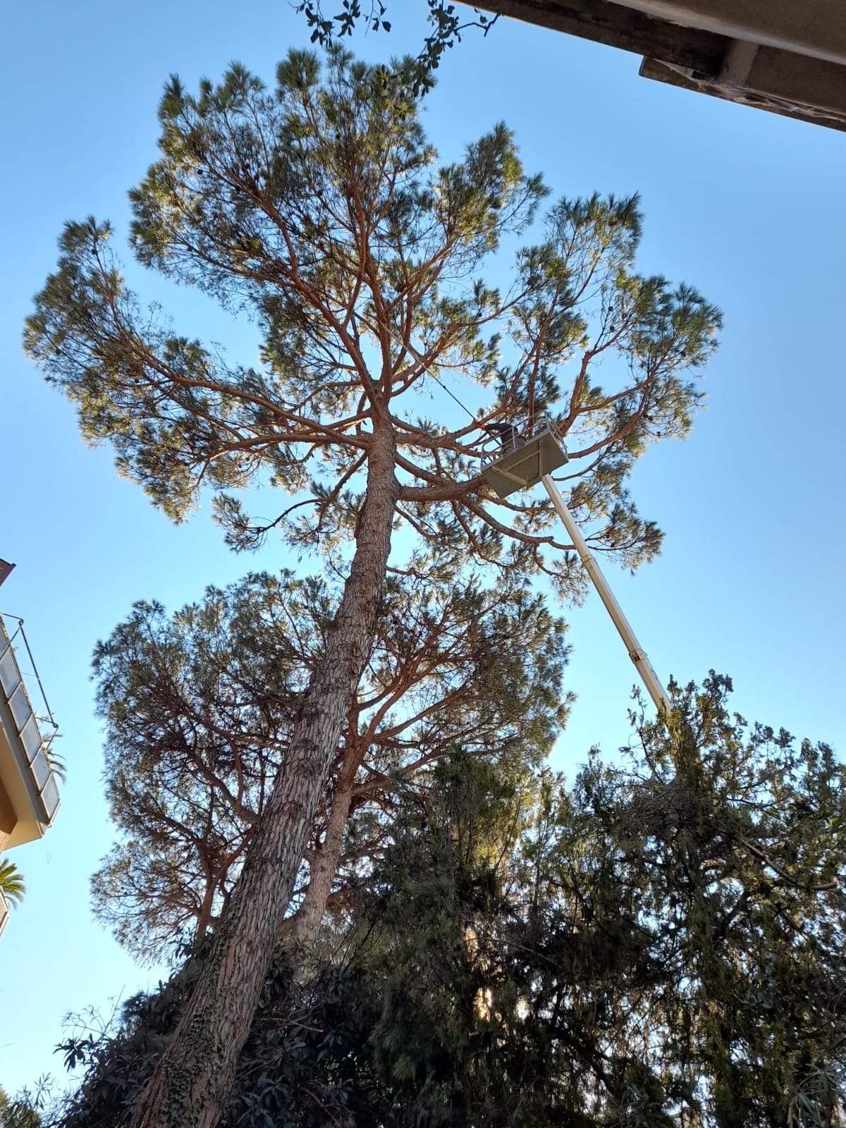 Potatura albero alto fusto: Pino marittimo