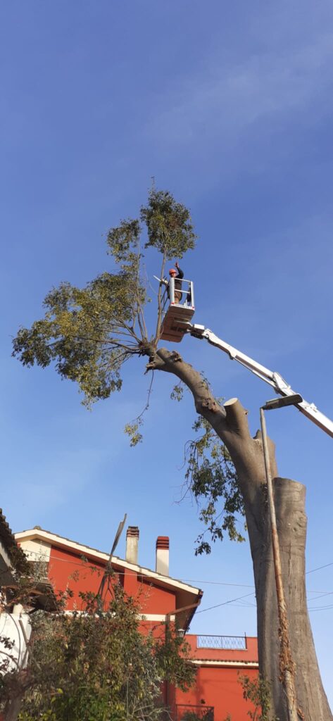 operazioni di abbattimento albero alto fusto